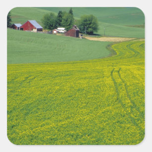 N.A., USA, Idaho, Latah County, near Genesee. Square Sticker