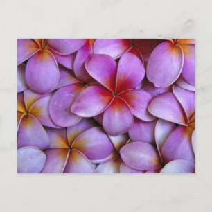 N.A., USA, Maui, Hawaii. Pink Plumeria blossoms. Postcard
