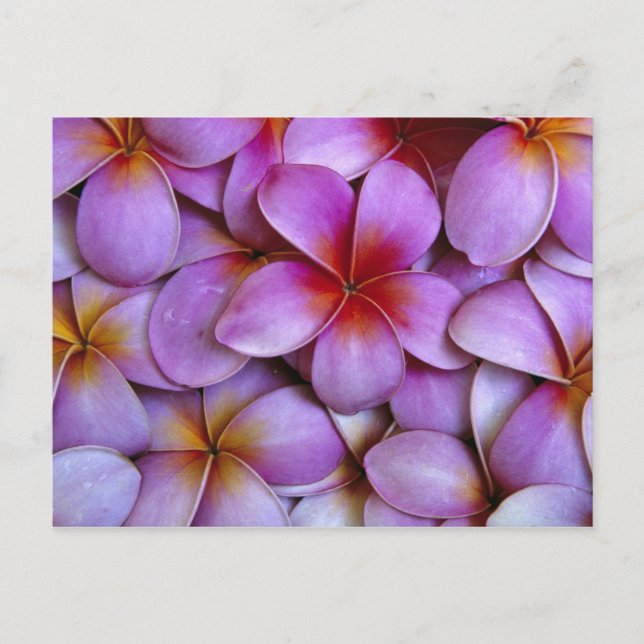N.A., USA, Maui, Hawaii. Pink Plumeria blossoms. Postcard (Front)