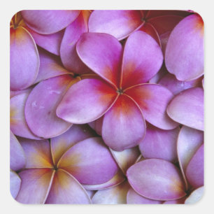 N.A., USA, Maui, Hawaii. Pink Plumeria blossoms. Square Sticker