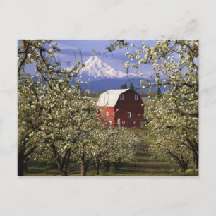 N.A., USA, Oregon, Hood River County. Red Postcard