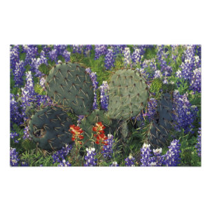 N.A., USA, Texas, Cactus surrounded by Photo Print