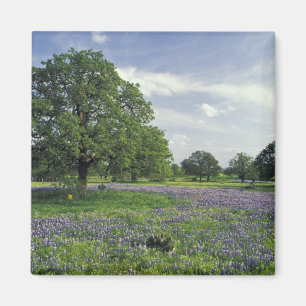 N.A, USA, Texas, Lake Buchanan, Oaks and Blue Magnet