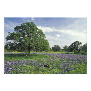 N.A, USA, Texas, Lake Buchanan, Oaks and Blue Photo Print