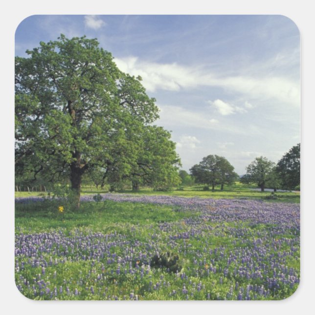 N.A, USA, Texas, Lake Buchanan, Oaks and Blue Square Sticker (Front)