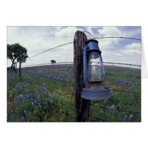 N.A., USA, Texas, Llano, Blue Lantern, Oak tree