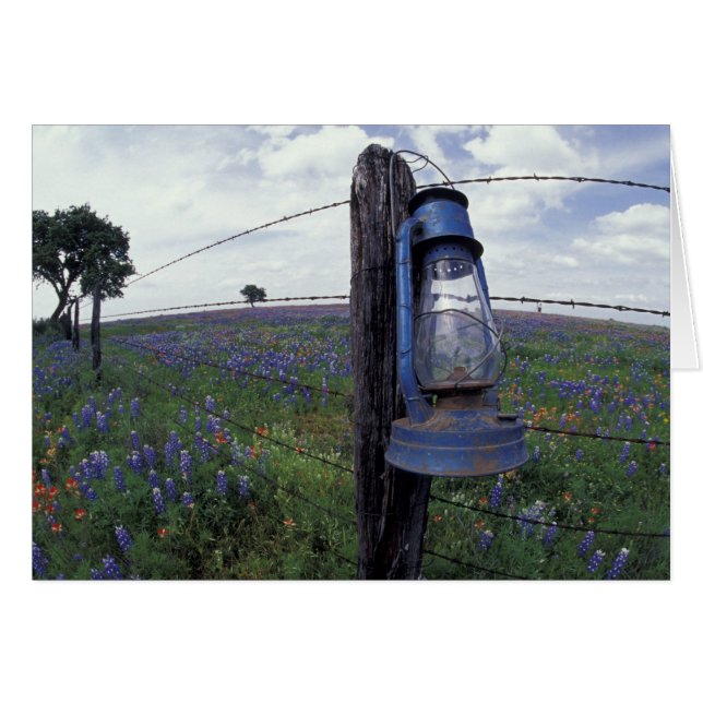 N.A., USA, Texas, Llano, Blue Lantern, Oak tree (Front Horizontal)