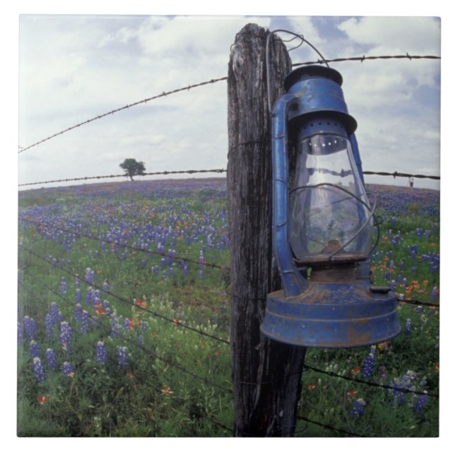 N.A., USA, Texas, Llano, Blue Lantern, Oak tree Ceramic Tile (Front)