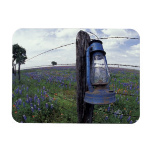 N.A., USA, Texas, Llano, Blue Lantern, Oak tree Magnet