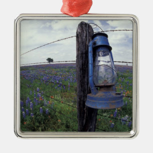 N.A., USA, Texas, Llano, Blue Lantern, Oak tree Metal Ornament