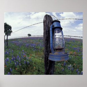 N.A., USA, Texas, Llano, Blue Lantern, Oak tree Poster