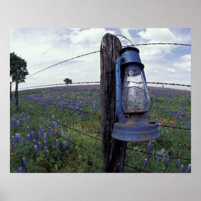 N.A., USA, Texas, Llano, Blue Lantern, Oak tree Poster (Front)