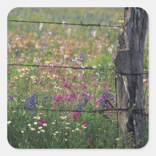 N.A, USA, Texas, Lytle, Fence post and Square Sticker