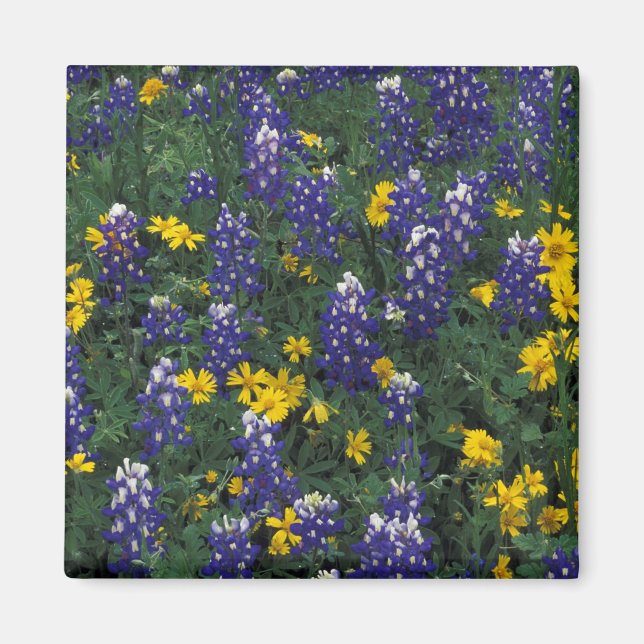 N.A, USA, Texas, Marble Falls, Blue Bonnets Magnet (Front)