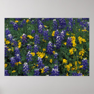 N.A, USA, Texas, Marble Falls, Blue Bonnets Poster