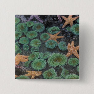 N.A., USA, Washington, Olympic National Park 15 Cm Square Badge