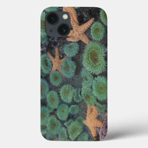 N.A., USA, Washington, Olympic National Park, 2 iPhone 13 Case