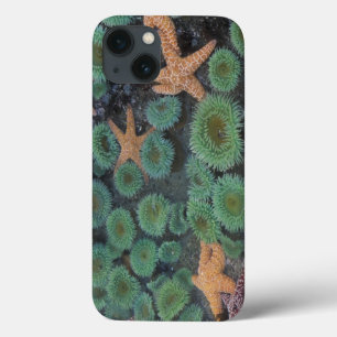 N.A., USA, Washington, Olympic National Park iPhone 13 Case