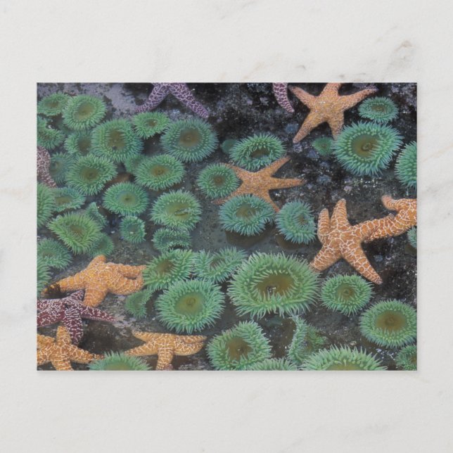 N.A., USA, Washington, Olympic National Park Postcard (Front)