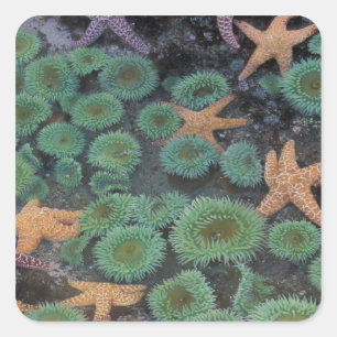 N.A., USA, Washington, Olympic National Park Square Sticker