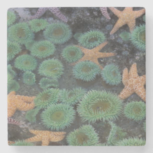 N.A., USA, Washington, Olympic National Park Stone Coaster