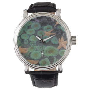 N.A., USA, Washington, Olympic National Park Watch