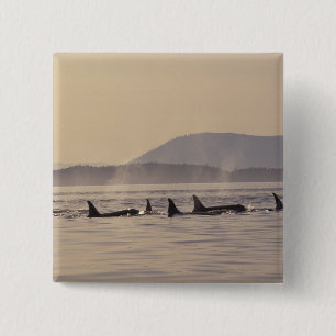 N.A., USA, Washington, San Juan Islands Orca 15 Cm Square Badge
