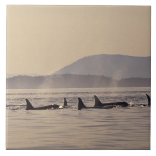 N.A., USA, Washington, San Juan Islands Orca Ceramic Tile