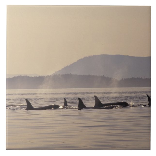 N.A., USA, Washington, San Juan Islands Orca Ceramic Tile (Front)