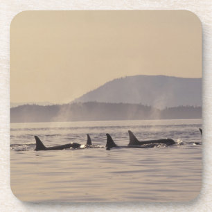 N.A., USA, Washington, San Juan Islands Orca Coaster