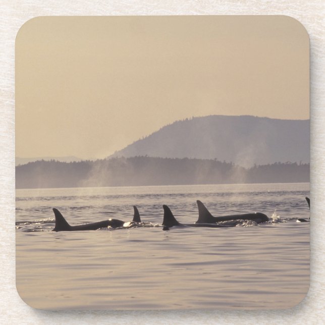 N.A., USA, Washington, San Juan Islands Orca Coaster (Front)