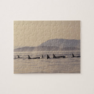 N.A., USA, Washington, San Juan Islands Orca Jigsaw Puzzle