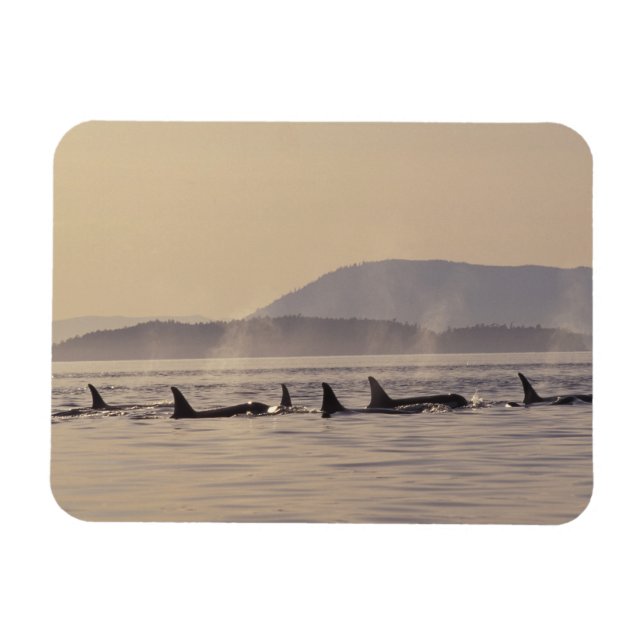 N.A., USA, Washington, San Juan Islands Orca Magnet (Horizontal)