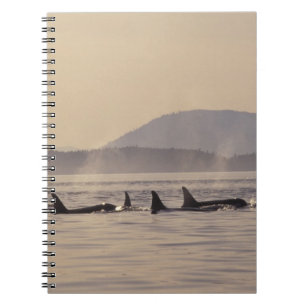 N.A., USA, Washington, San Juan Islands Orca Notebook