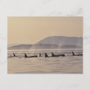 N.A., USA, Washington, San Juan Islands Orca Postcard