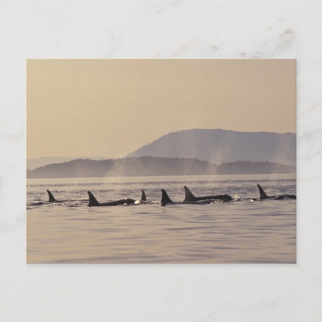 N.A., USA, Washington, San Juan Islands Orca Postcard (Front)