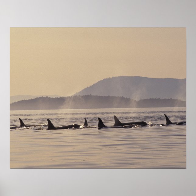 N.A., USA, Washington, San Juan Islands Orca Poster (Front)