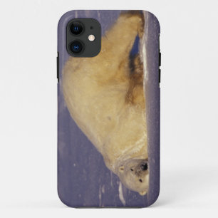 NA, Canada, Manitoba, Churchill, Polar bear iPhone 11 Case