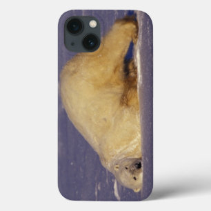NA, Canada, Manitoba, Churchill, Polar bear iPhone 13 Case