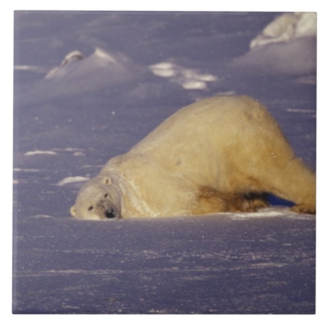 NA, Canada, Manitoba, Churchill, Polar bear Ceramic Tile (Front)