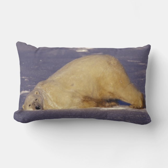 NA, Canada, Manitoba, Churchill, Polar bear Lumbar Cushion (Front)
