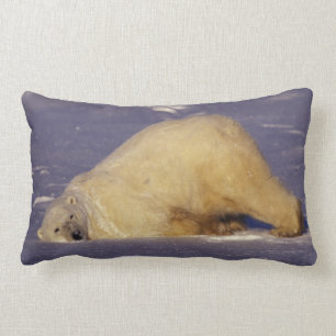 NA, Canada, Manitoba, Churchill, Polar bear Lumbar Cushion