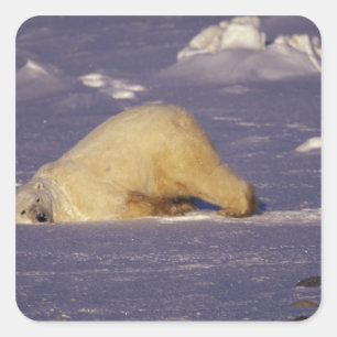 NA, Canada, Manitoba, Churchill, Polar bear Square Sticker