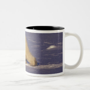 NA, Canada, Manitoba, Churchill, Polar bear Two-Tone Coffee Mug