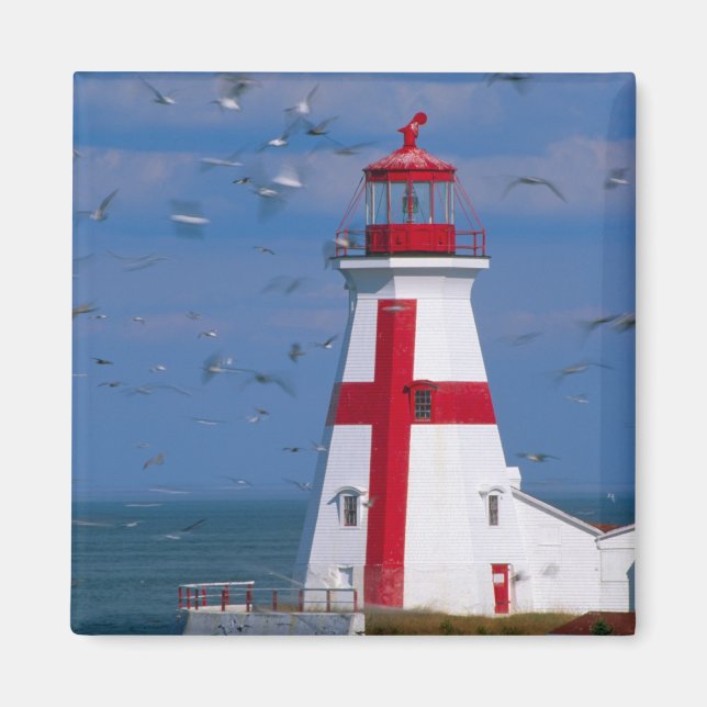 NA, Canada, New Brunswick, Campobello Island. 8 Magnet (Front)