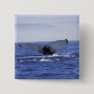 NA, Canada, Newfoundland, Trinity Bay. Humpback 15 Cm Square Badge