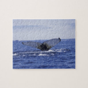 NA, Canada, Newfoundland, Trinity Bay. Humpback Jigsaw Puzzle