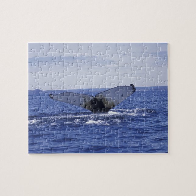 NA, Canada, Newfoundland, Trinity Bay. Humpback Jigsaw Puzzle (Horizontal)