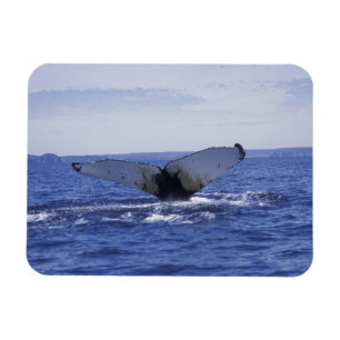 NA, Canada, Newfoundland, Trinity Bay. Humpback Magnet