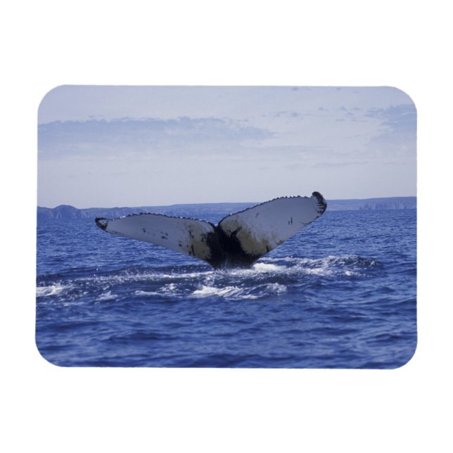 NA, Canada, Newfoundland, Trinity Bay. Humpback Magnet (Horizontal)
